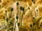 Igra Poppy Bud Jigsaw spletu
