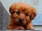 Igra Puppy Puzzle spletu