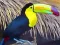 Igra Toucan Bird Jigsaw spletu