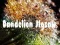 Igra Dandelion Jigsaw spletu