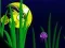 Igra Flash Fish Freddie spletu