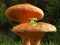 Igra Mushroom Plant Land Escape spletu