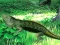 Igra Lizard Forest Escape spletu