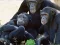 Igra Funny Chimpanzee Jungle Escape spletu