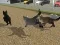 Igra Run Cat Cat Race spletu