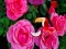 Igra Precious Rose Escape spletu