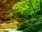 Igra Peaceful Rainbow Forest Escape spletu