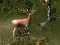 Igra Sniper Hunting Deadly Animal spletu