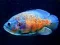 Igra Tiger Fish Jigsaw spletu