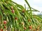 Igra Dragon Fruit Animal Escape spletu