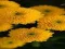 Igra Chrysanthemums Jigsaw spletu
