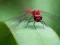 Igra Dragon Fly Jigsaw spletu