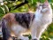 Igra Rotate Puzzle - Cats and Dogs spletu