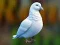 Igra Realistic Pigeon Rescue spletu