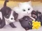 Igra Jigsaw Puzzle: Playing Cats spletu