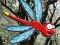 Igra Escape From Dragonfly Forest spletu
