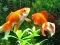 Igra Blue Fish Escape spletu