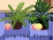 Igra Save the Plants spletu