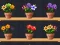 Igra Good Flower Master spletu