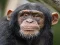 Igra Chimpanzee Jigsaw spletu