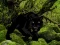Igra Escape from Black Panther Forest spletu