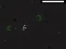 Igra Bad Timing spletu