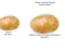 Igra Potato Construct 2 Edition spletu