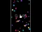 Igra Pop Ball spletu