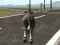 Igra Crazy Bull City spletu