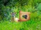 Igra Return To Alsunga Forest spletu