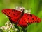Igra Nature Jigsaw Puzzle Butterfly spletu