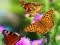 Igra Butterfly Slide spletu