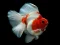 Igra Gold Fish Jigsaw Puzzle spletu
