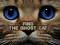 Igra Find the Ghost Cat spletu