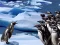 Igra Penguins Slide spletu