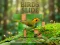 Igra Birds Slide spletu