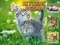 Igra Kittens Jigsaw spletu