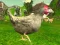 Igra Chicken Shooter spletu