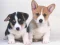 Igra Cute Puppies Puzzle spletu