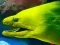 Igra Underwater World Jigsaw spletu