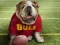Igra Funny Doggy spletu
