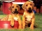 Igra Puppy Pairs Puzzle spletu
