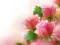 Igra Pink Roses spletu
