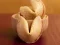 Igra Fortune Cookies spletu