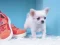 Igra Lovely Puppy Puzzle spletu