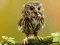 Igra Animal Hidden Stars spletu