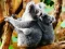 Igra Cute Baby Koala Bear spletu
