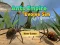 Igra Ants Empire Evolve Sim spletu