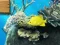 Igra Big fish eats small spletu
