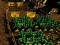 Igra Pixel Farm spletu